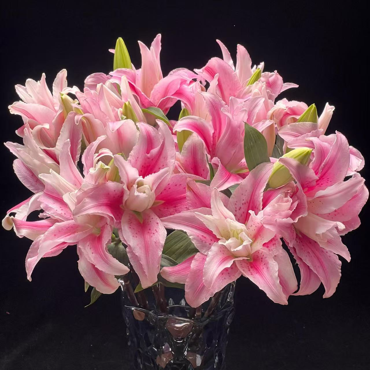 【六哥花卉】【  粉色重瓣香水百合  】鲜花一单顺丰包邮送货上门