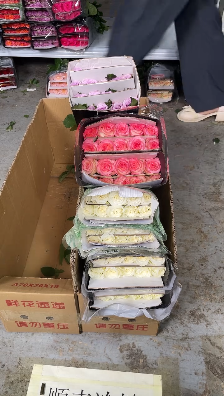 骄傲40枝+艾沙20枝+海洋之歌20枝