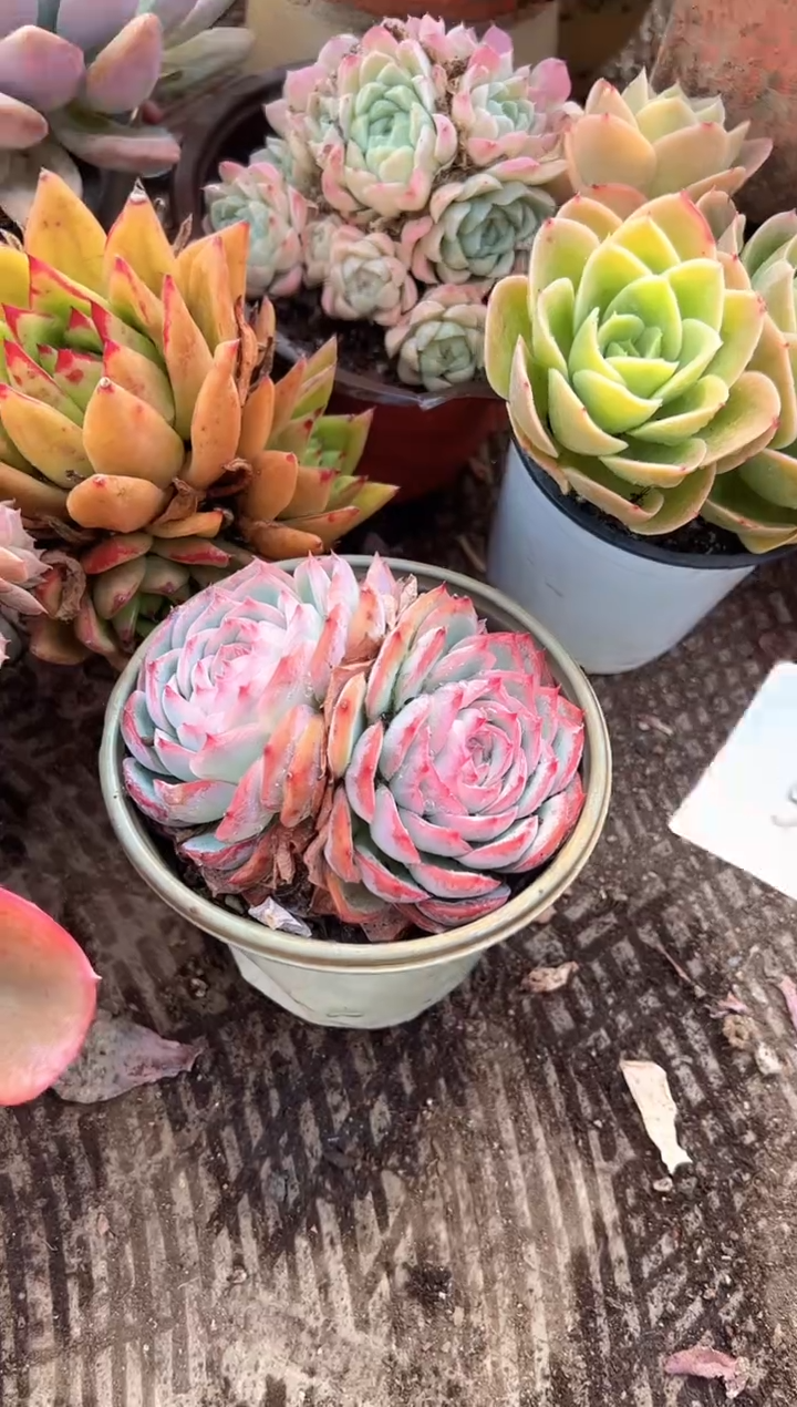 美****）多肉植物一物一拍03235