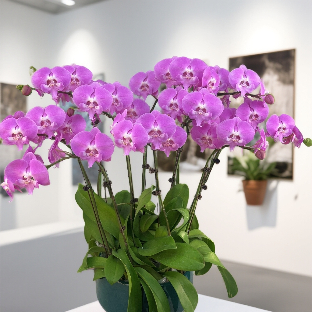 02【桃花运】蝴蝶兰带花苞基地直发.室内花.花期长.年花