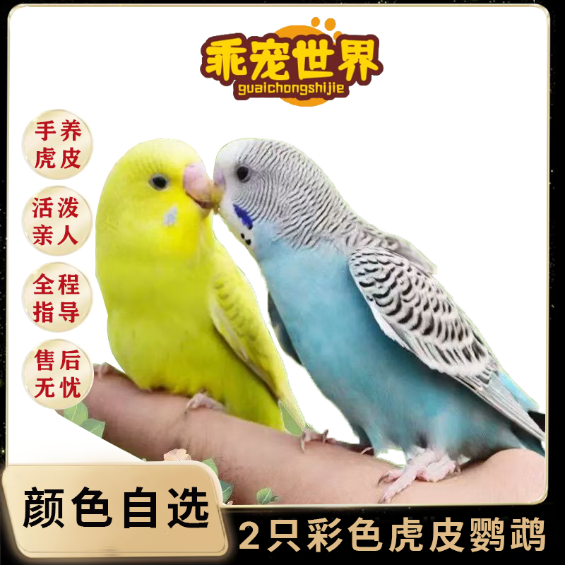 2只彩色鹦鹉观赏鸟手养亲人粘人（颜色可选公母可选）