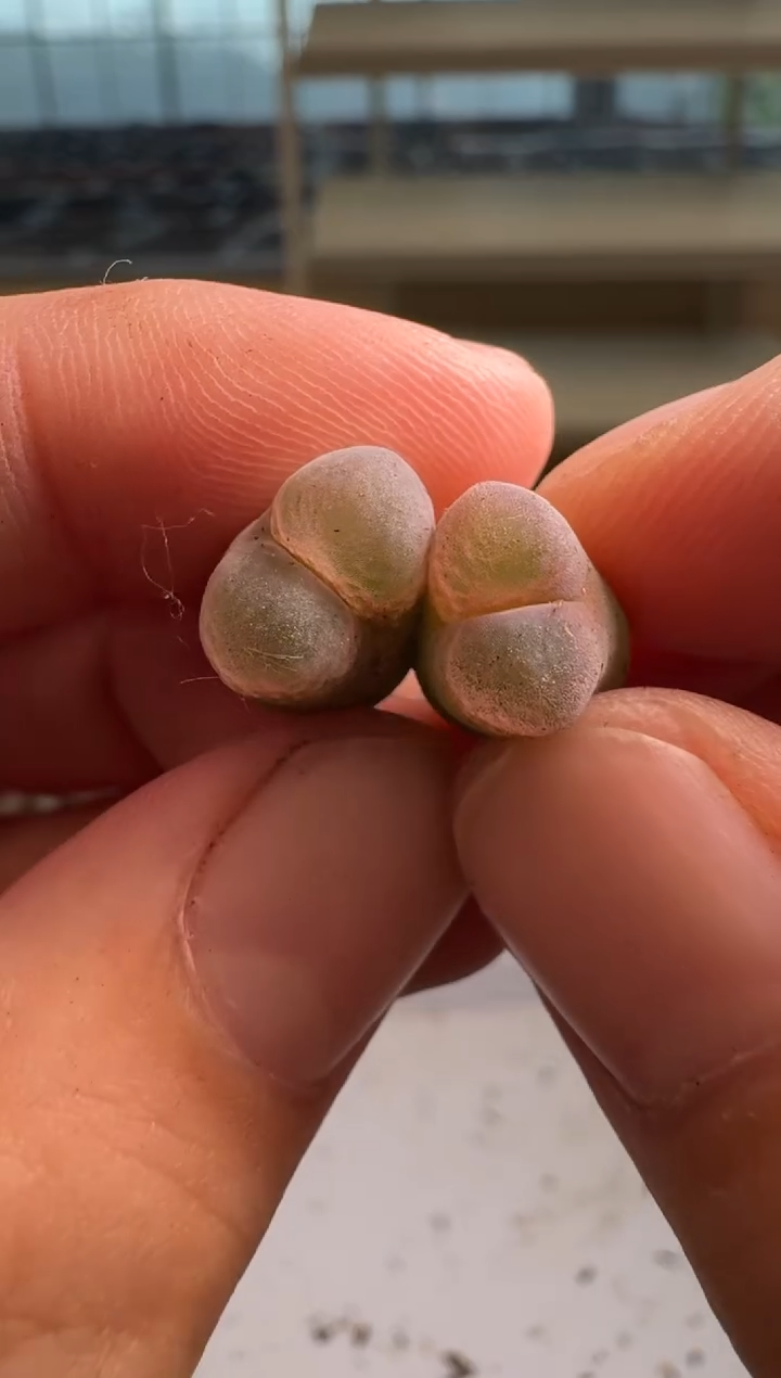 8-304多肉植物肉锥