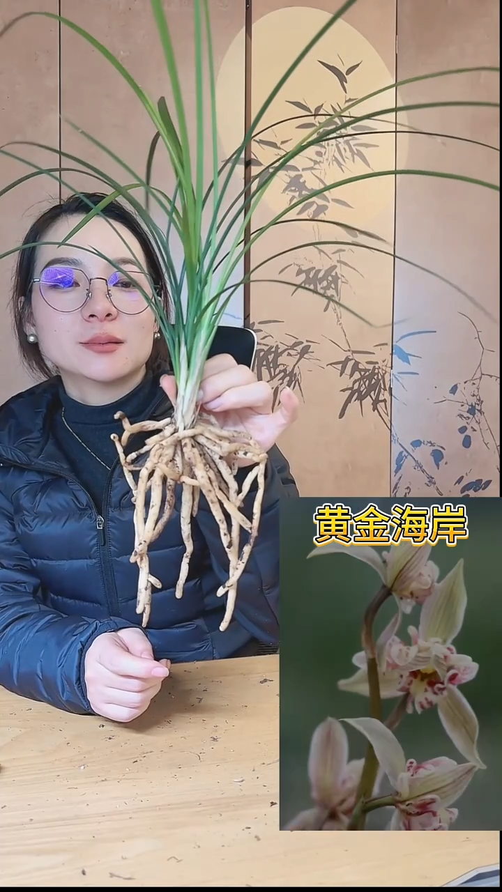 当前无花栽培后可以开花：黄金海岸