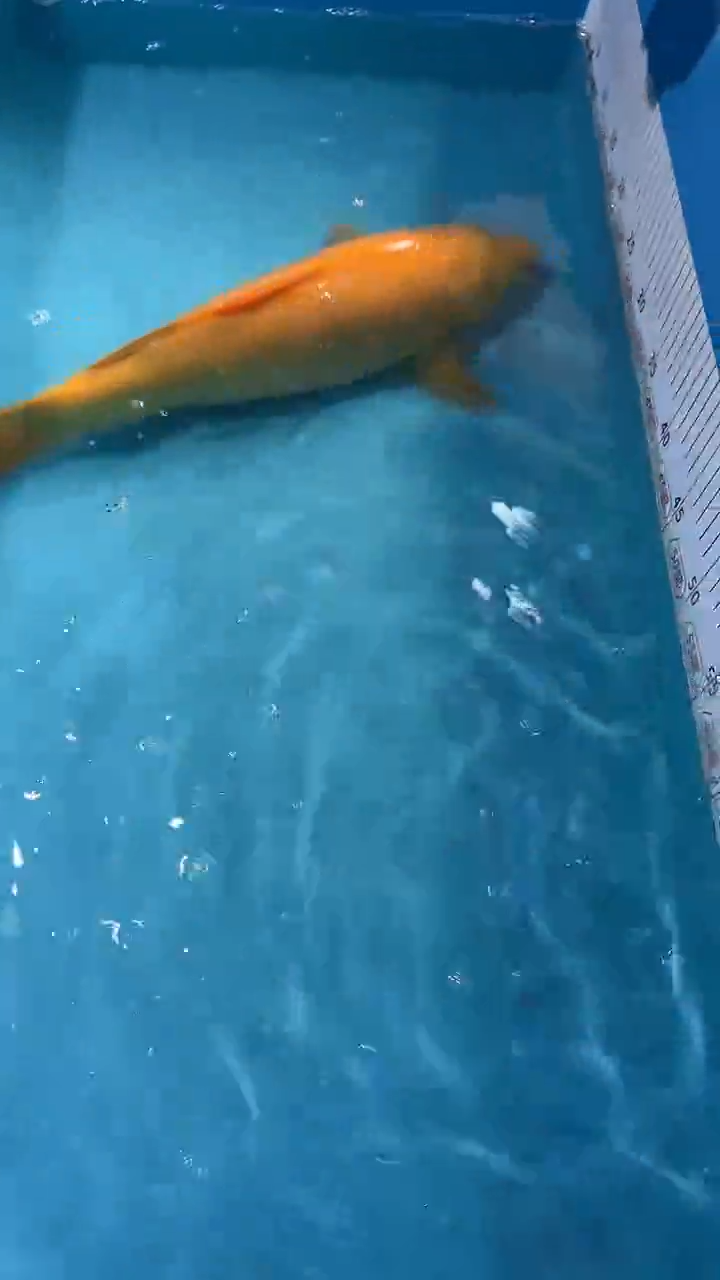 锦鲤太饱东风锦鲤36cm-45cm不包邮到付 包损