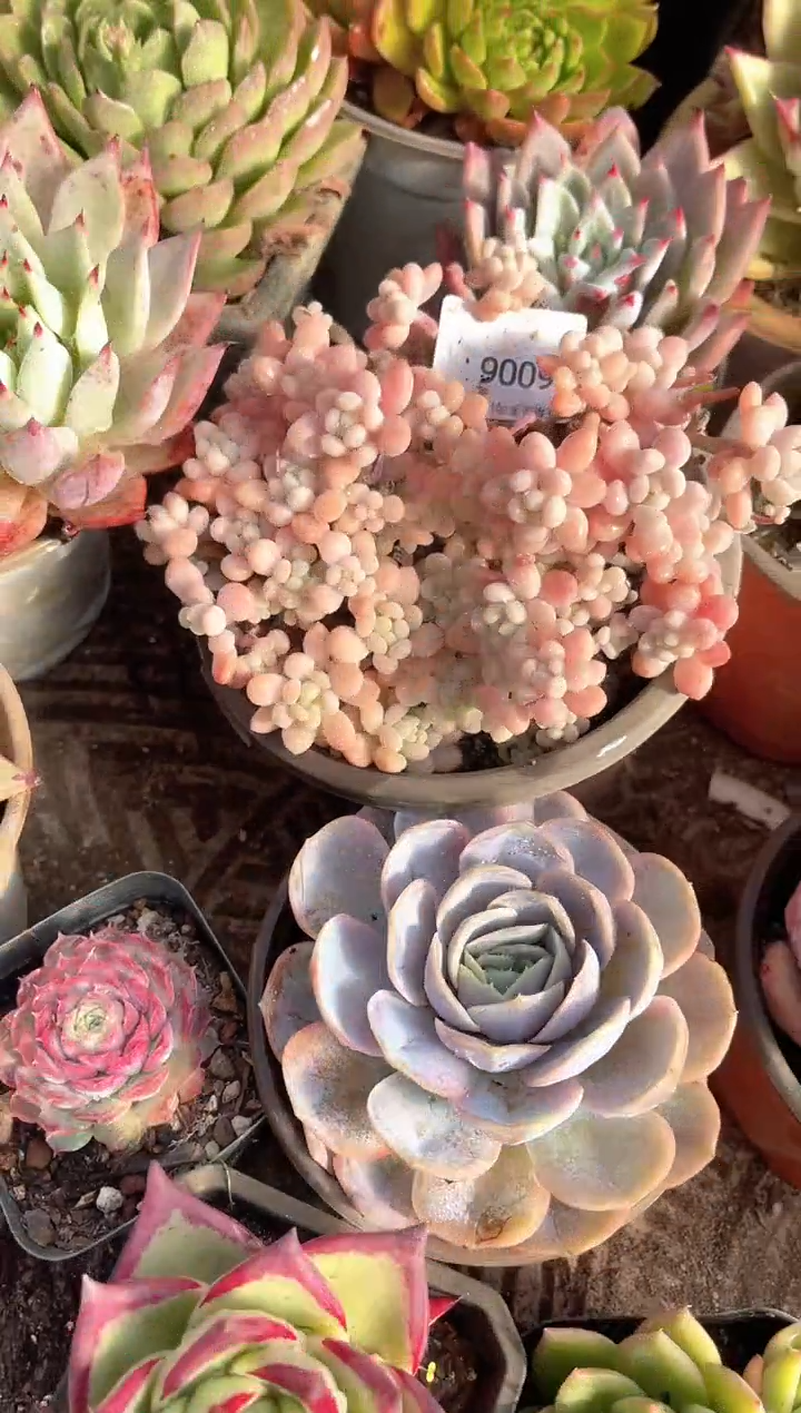 用****0跃跃精品多肉06006