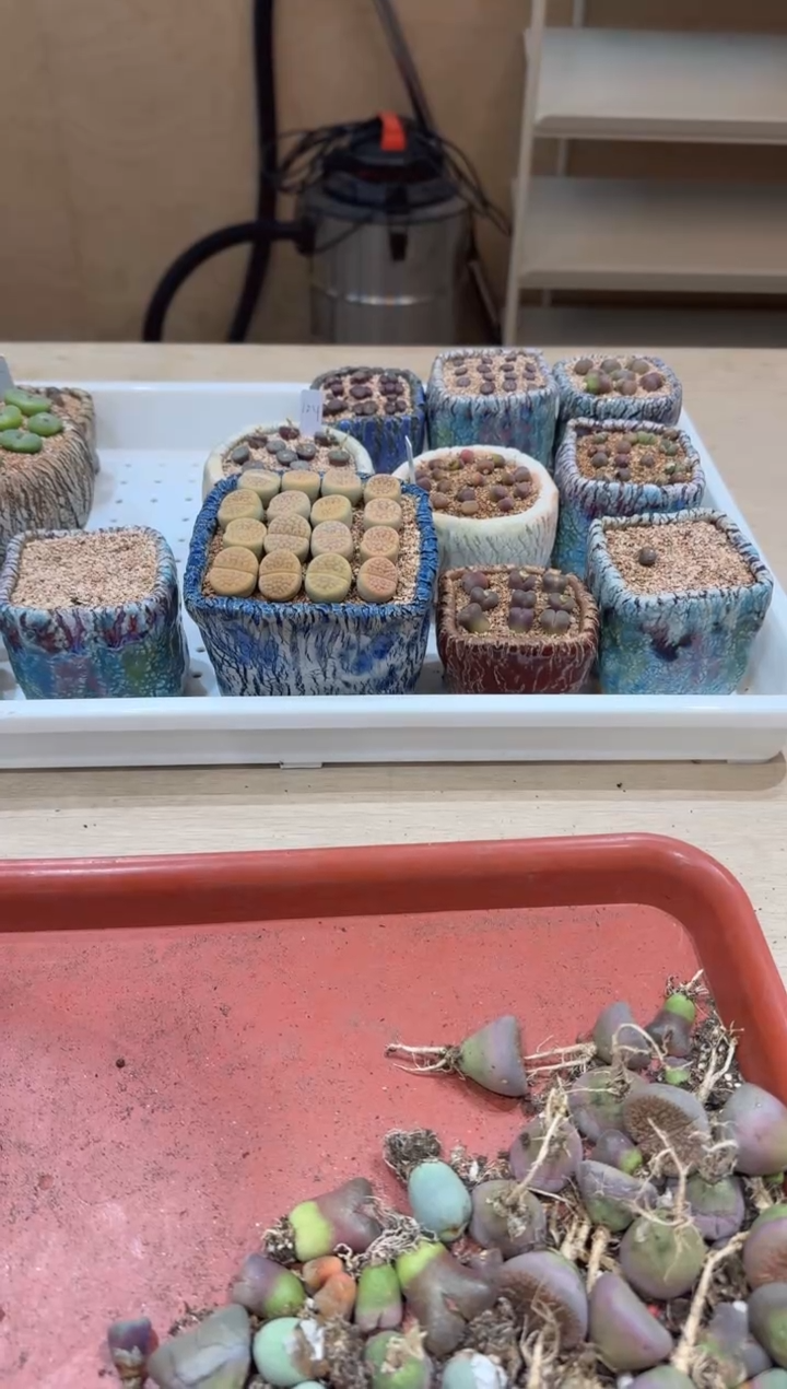 ?**、多肉植物肉锥2-274