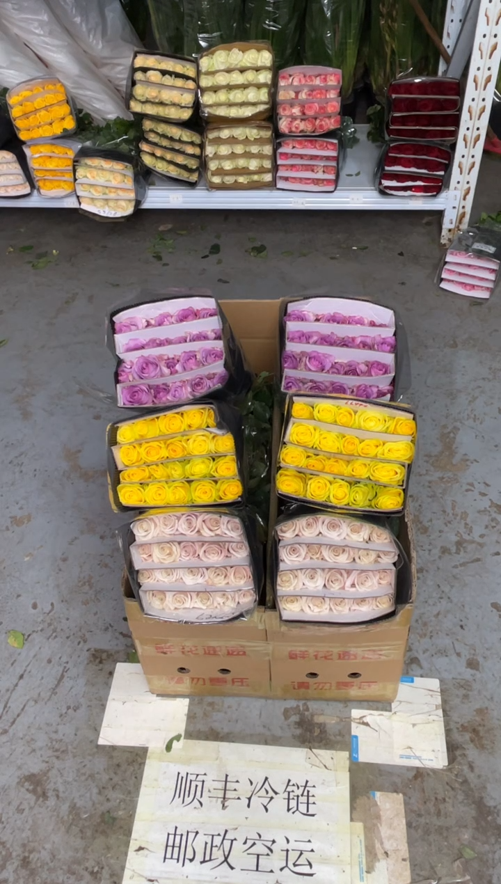 紫霞20枝+月光漫步20枝+曼塔20枝 