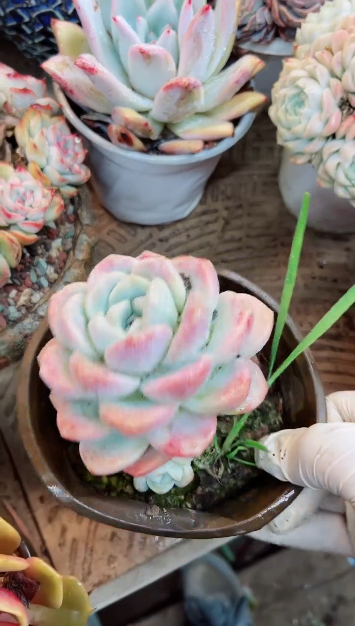 【闪购商品】09032