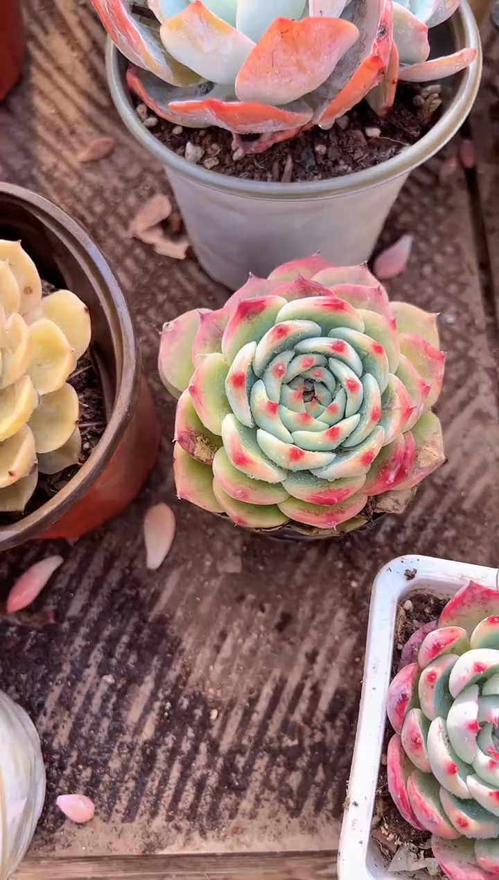 风****️多肉植物一物一拍28320