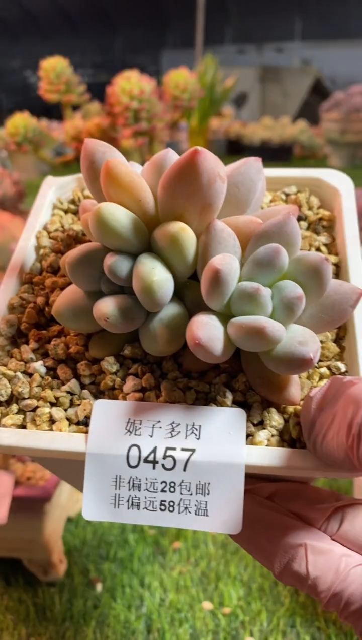 【闪购商品】0457a