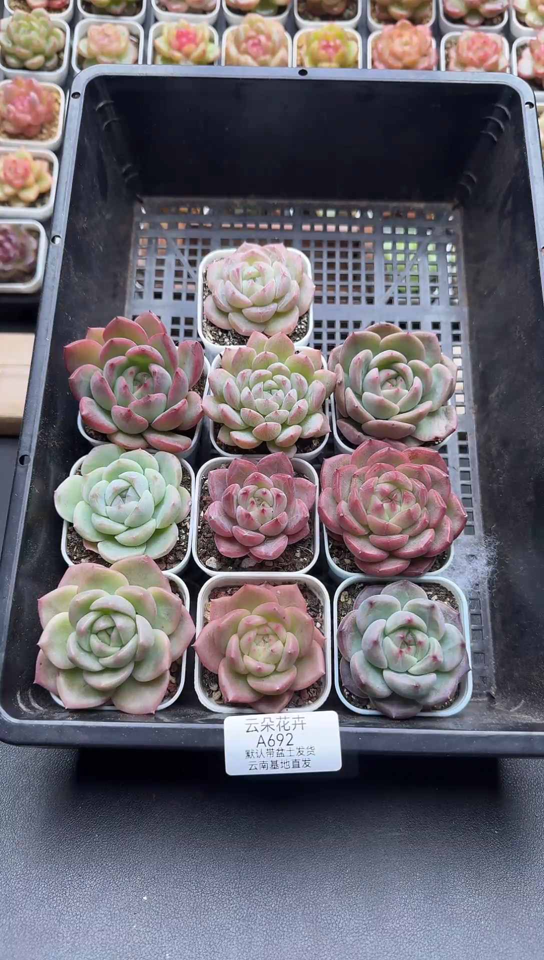 珍妮杂交多肉A692