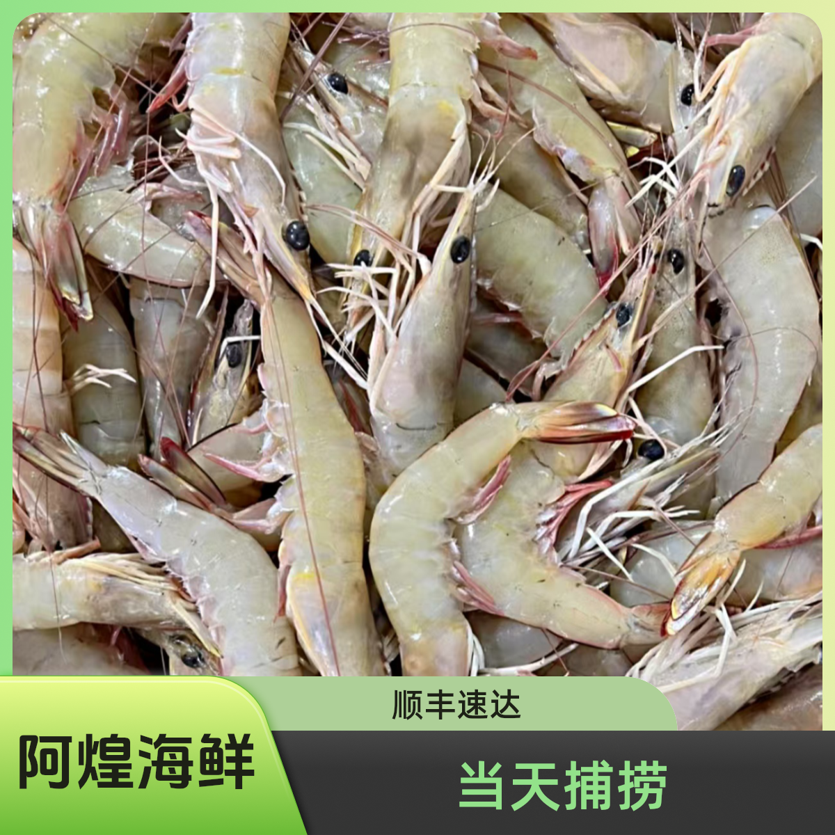 福建船捕【大红虾/白丁虾】 野生虾个别松头 露头 介意勿拍 