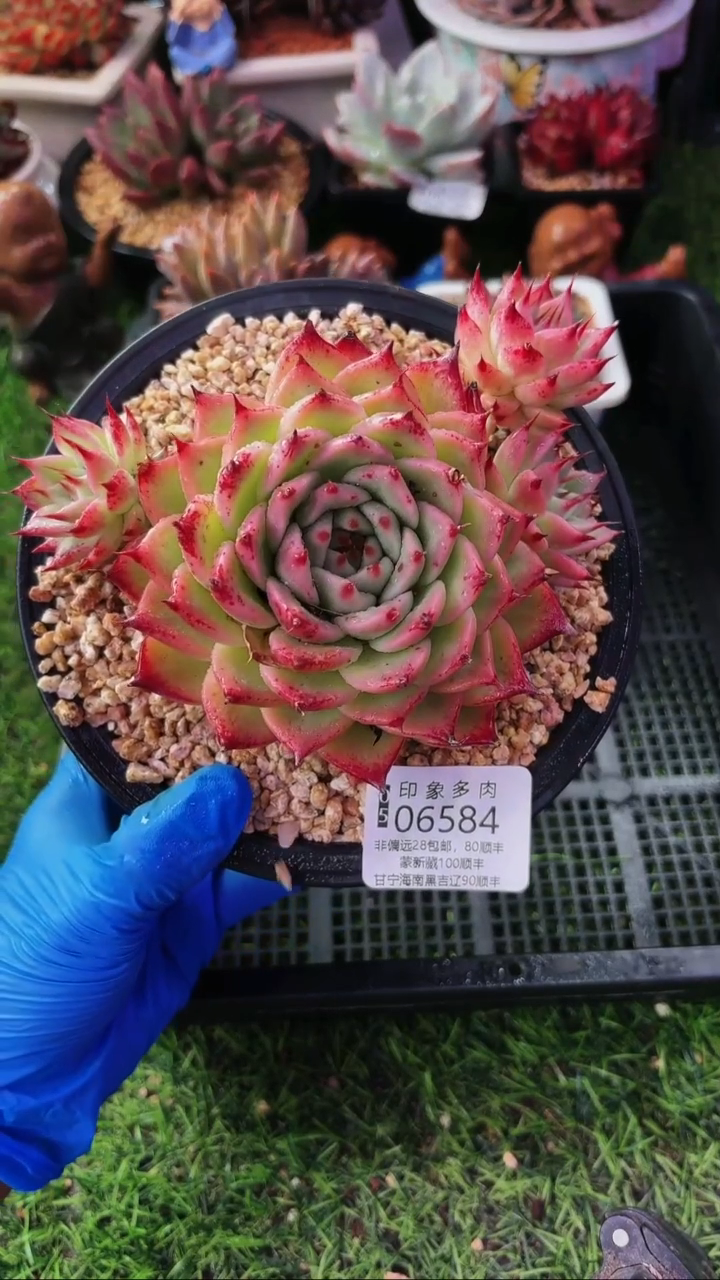 昆明印象多肉06584