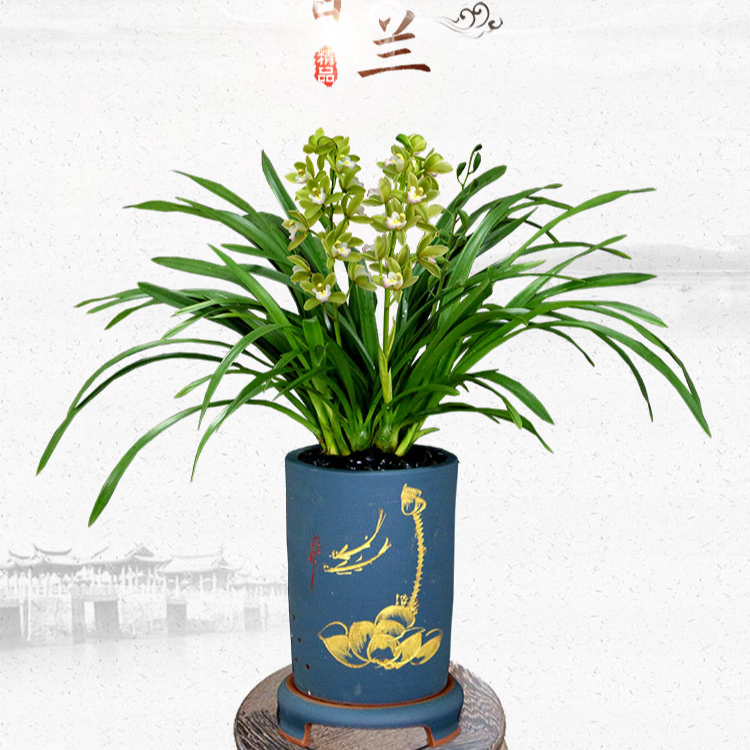 【大花蕙兰】精品大花蕙兰桌面兰年宵花卉带花剑花苞