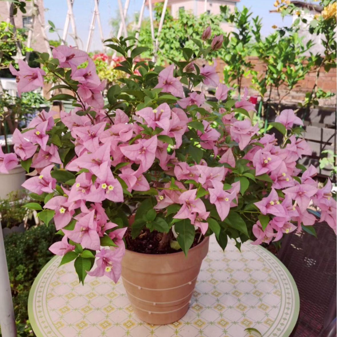 【赛弗里】三角梅花卉勤花四季开花基地直发