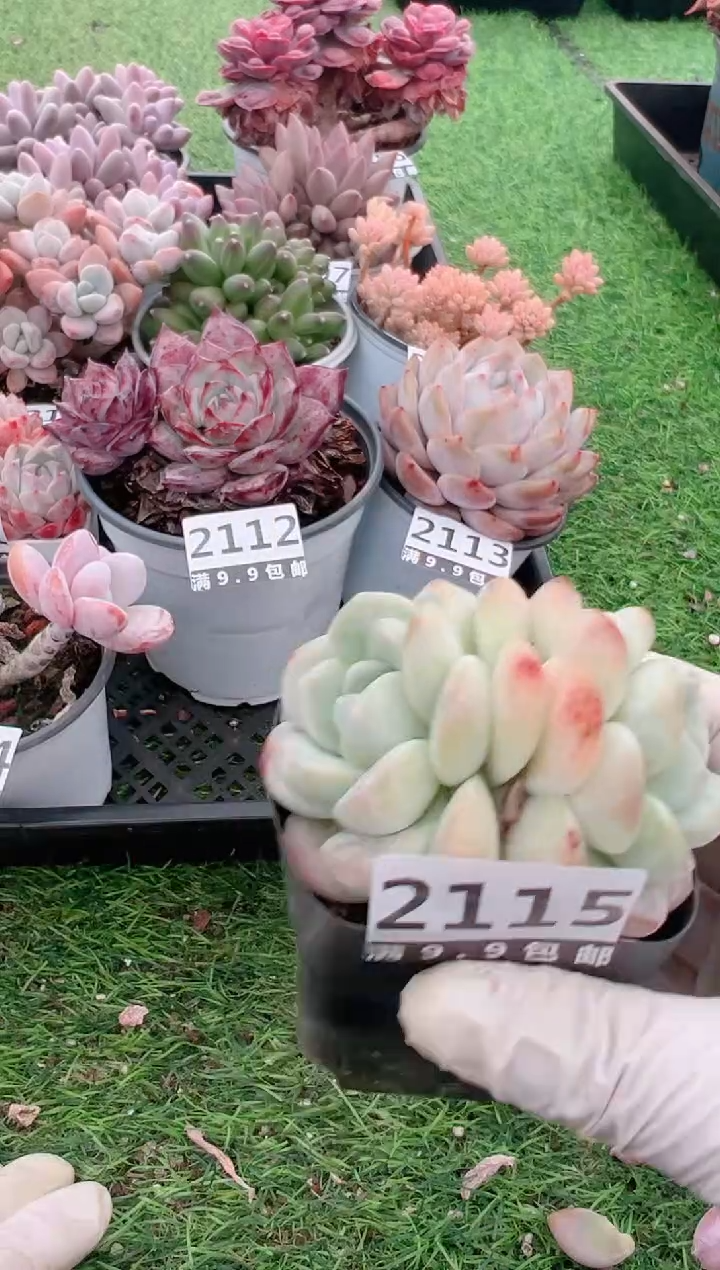 【闪购商品】信福多肉一物一拍