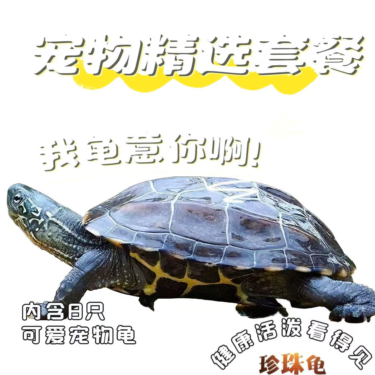 顺丰包邮直播选龟链接差价火焰锦龟草龟小乌龟水族观赏宠物龟