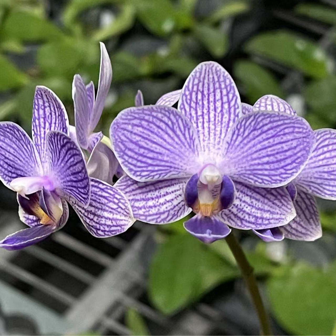 2.5寸 木130蓝色行星-抽梗苗 叶微瑕少根 珍奇蝴蝶兰