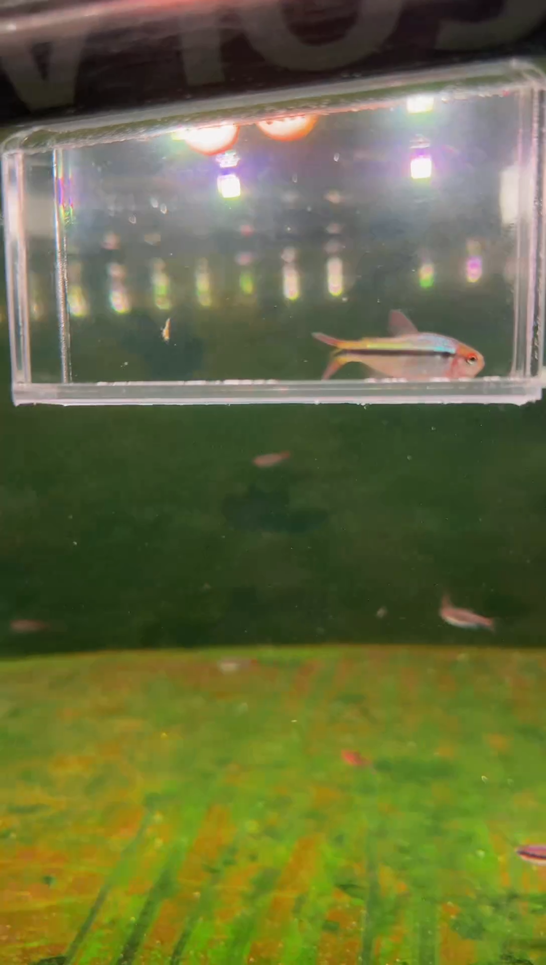 灯科鱼皇室青魔鬼*1（尾巴有瑕疵）