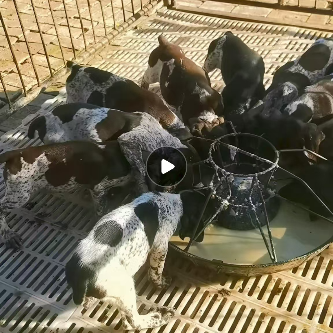 精品波音达指示犬狗狗