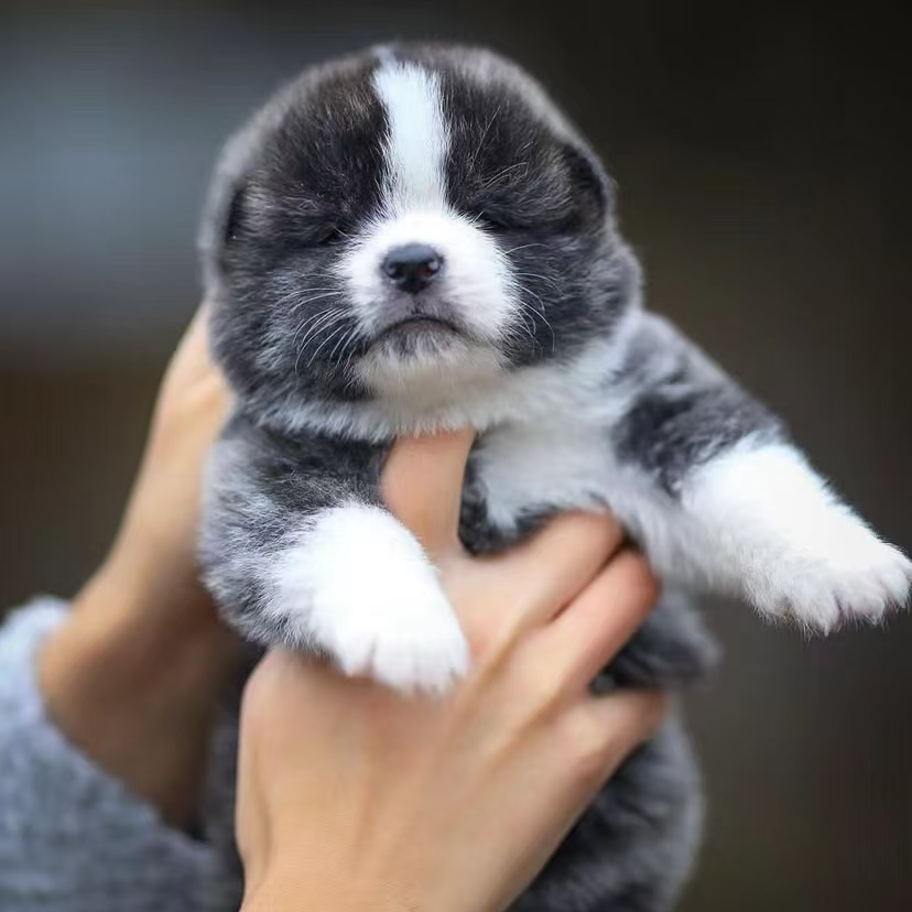 三洋犬业  优质活体秋田犬
