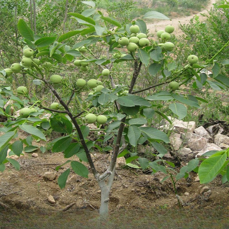 核桃苗纸皮核桃薄皮核桃四川核桃矮化核桃南北方种植