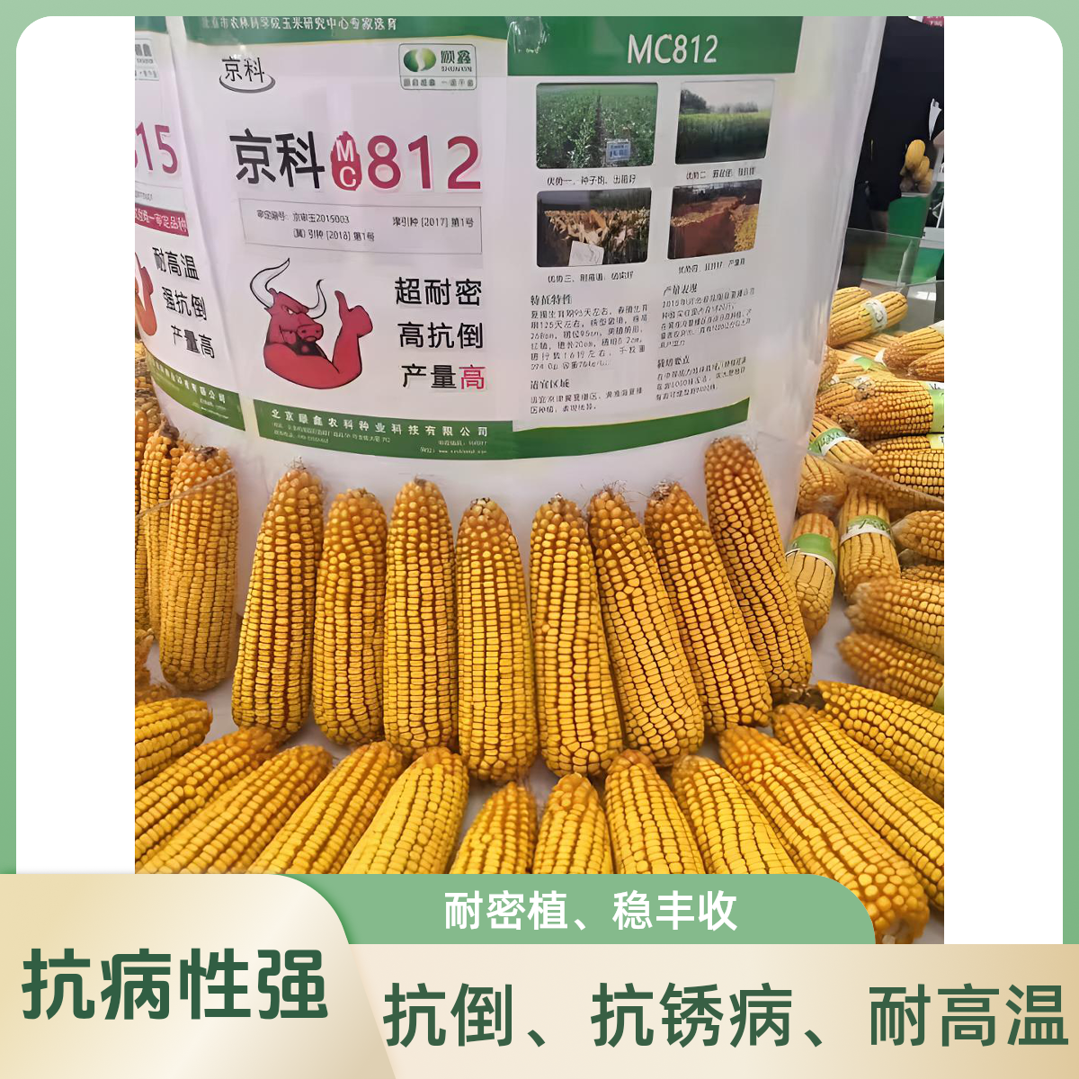 高产量玉米种子京科MC812（直播间单拍5发6）