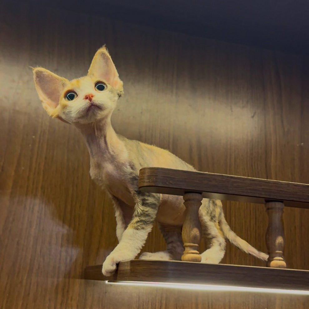 稻荷前德文卷毛猫三花开脸妹妹