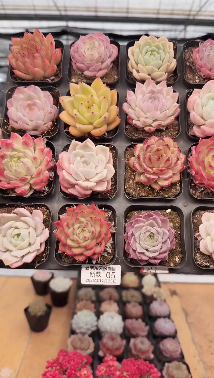 东云多肉园新款-05