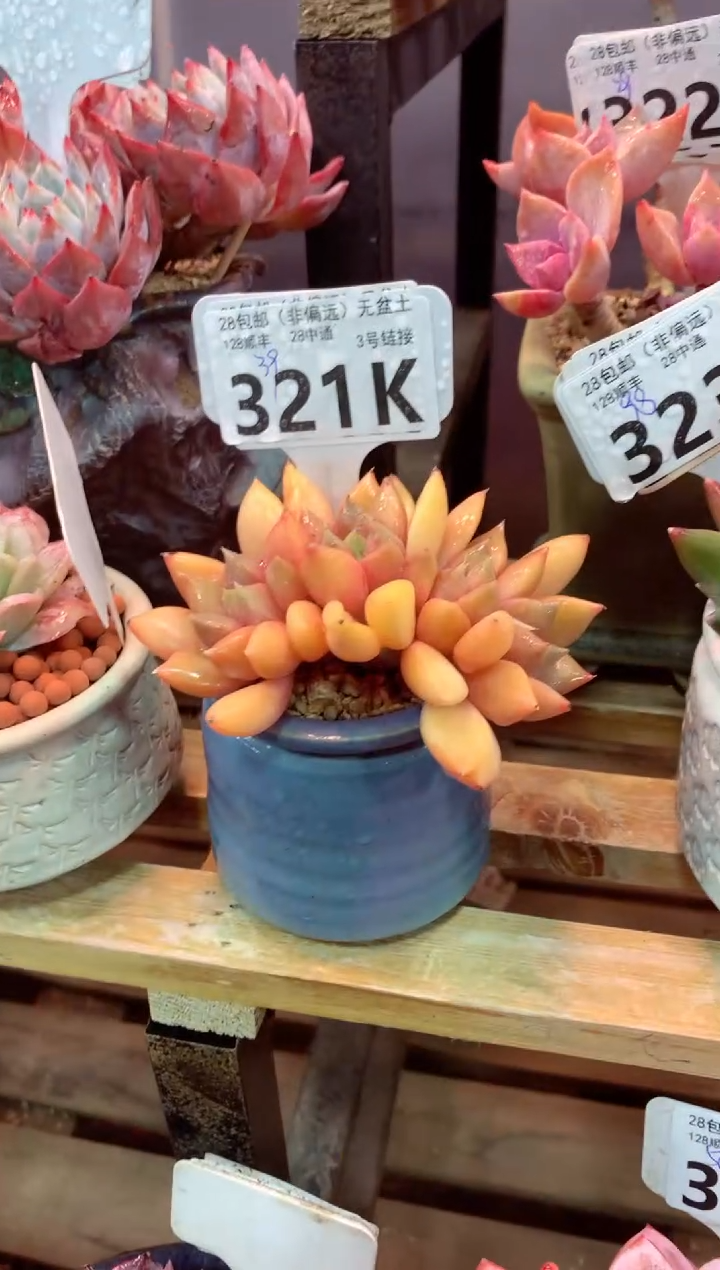 321K（一物一拍，精品多肉，所见即所得 ）