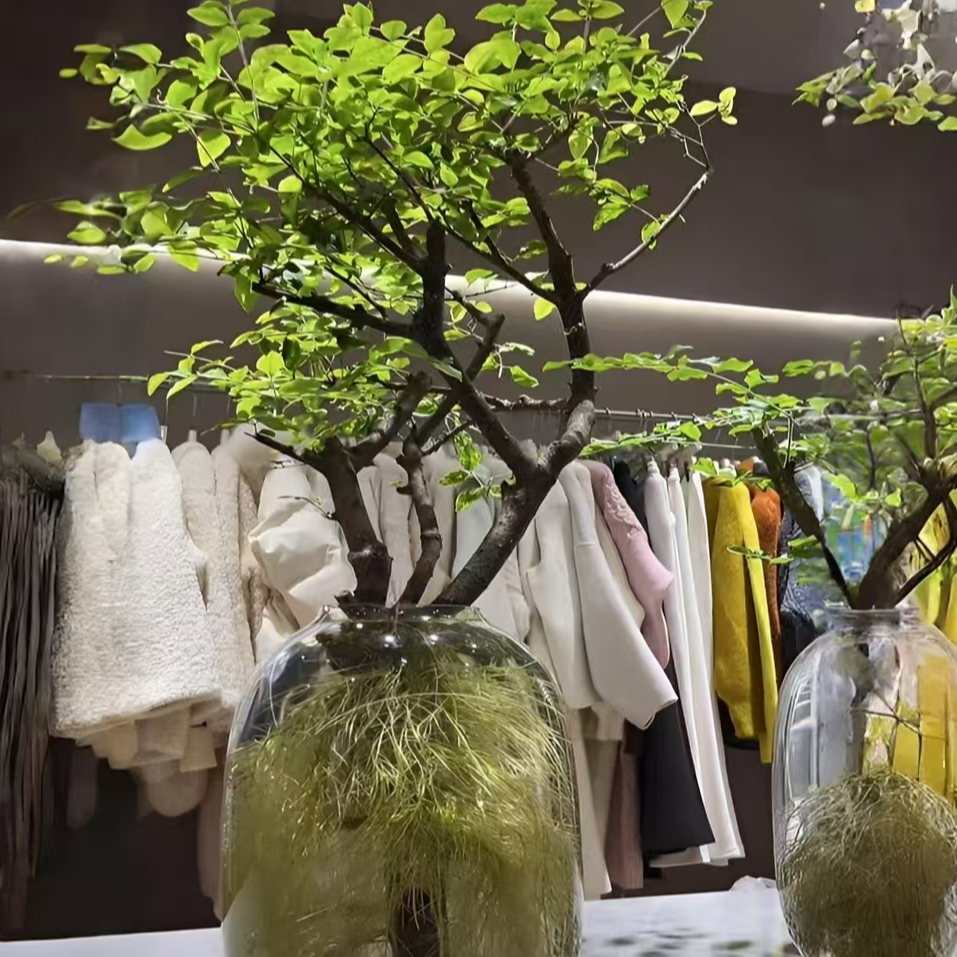 小苗澳洲丁香木水培发根植物自然发根好养活