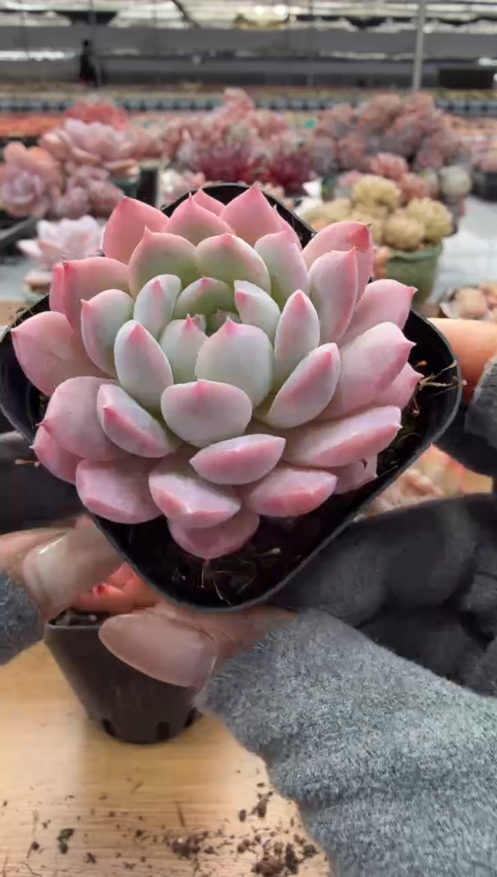 东云多肉园二店-106