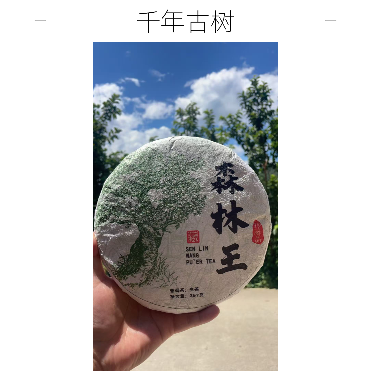 勐库大雪山（拍2发3）森林茶王树 2025年头春  冰岛产区饼茶357g