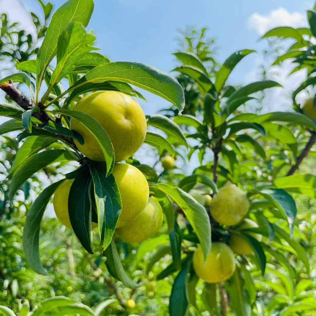 【干部助农代购】贵州本地蜂糖李