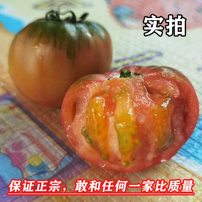 草莓番茄柿子盘锦碱地柿子现摘铁皮柿子自然熟水果小番茄西红柿