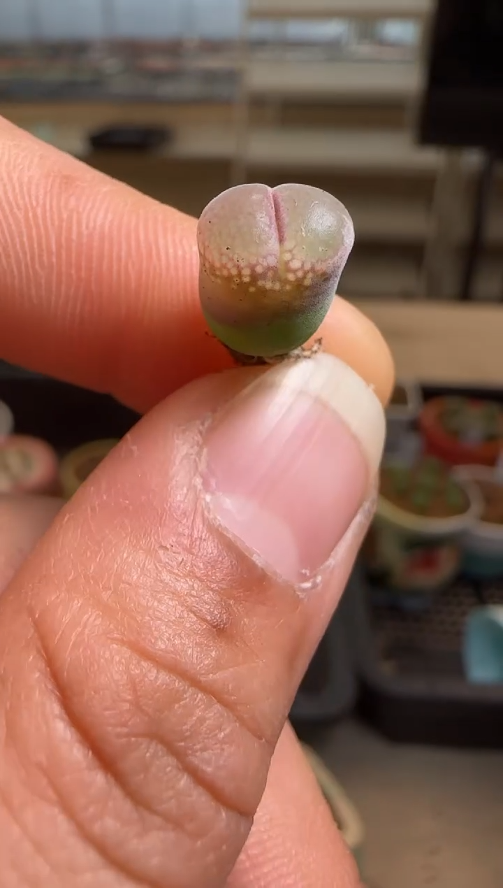 【闪购商品】7-115