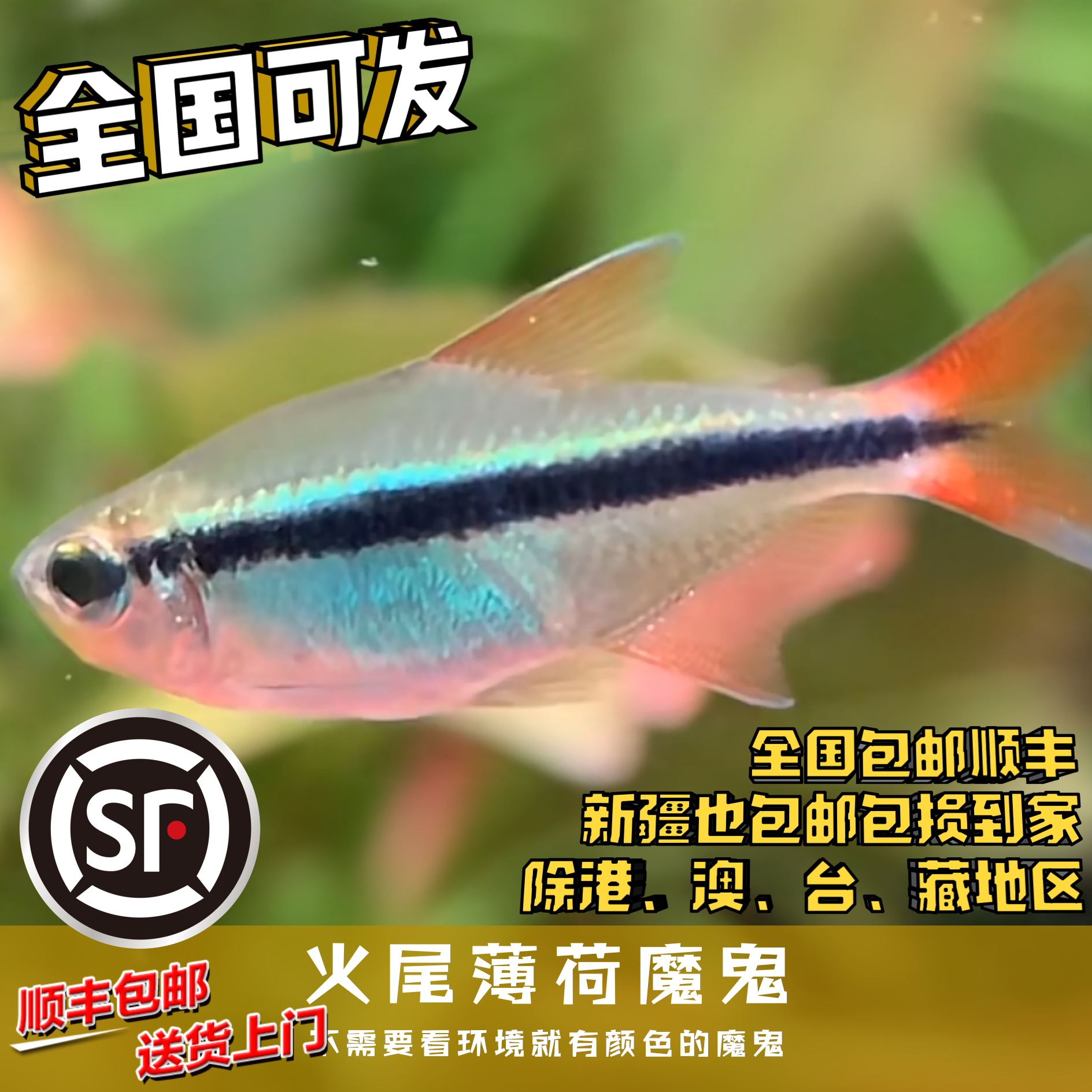 Boo小鱼 火尾薄荷魔鬼 偏远地区任意三单包顺丰空运