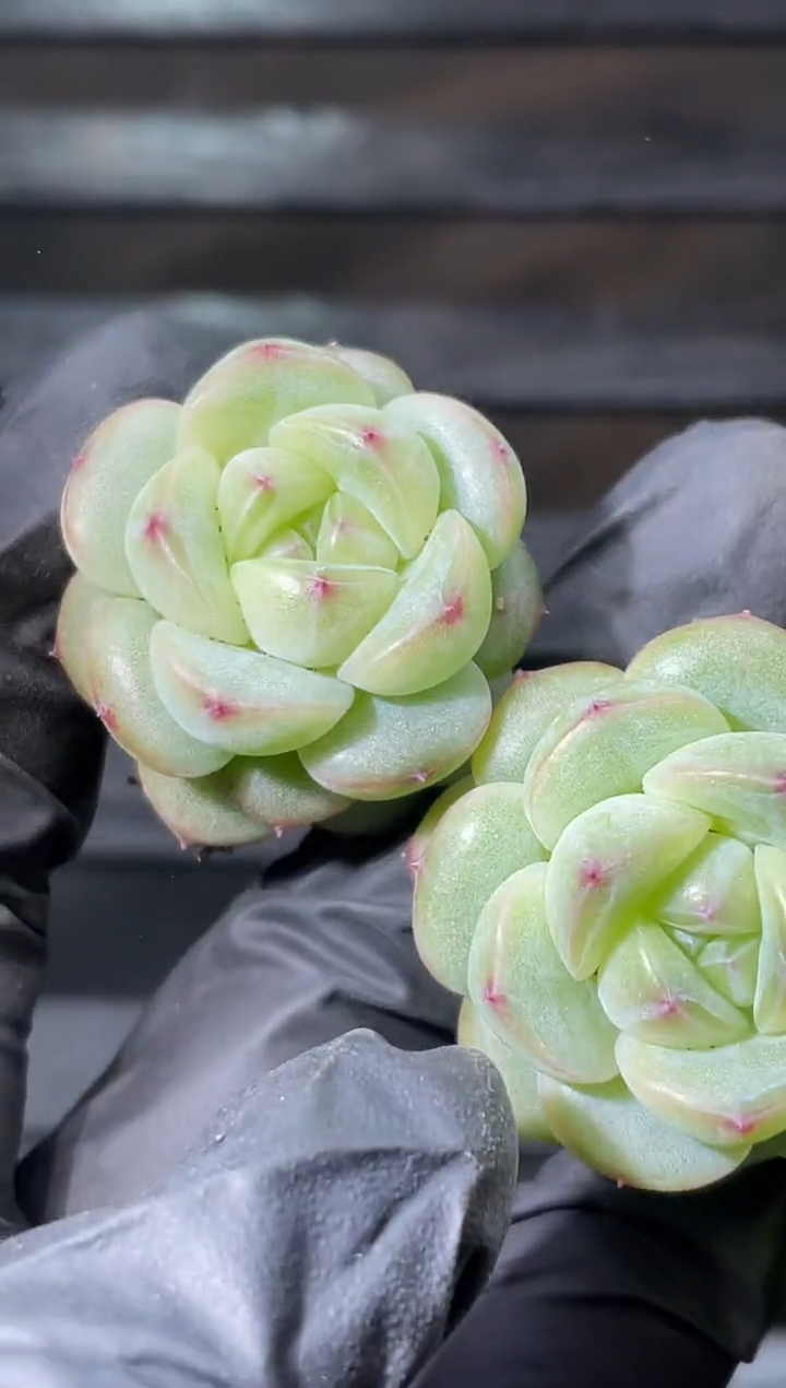 4-31 气球翡2-3厘米量拍发一颗