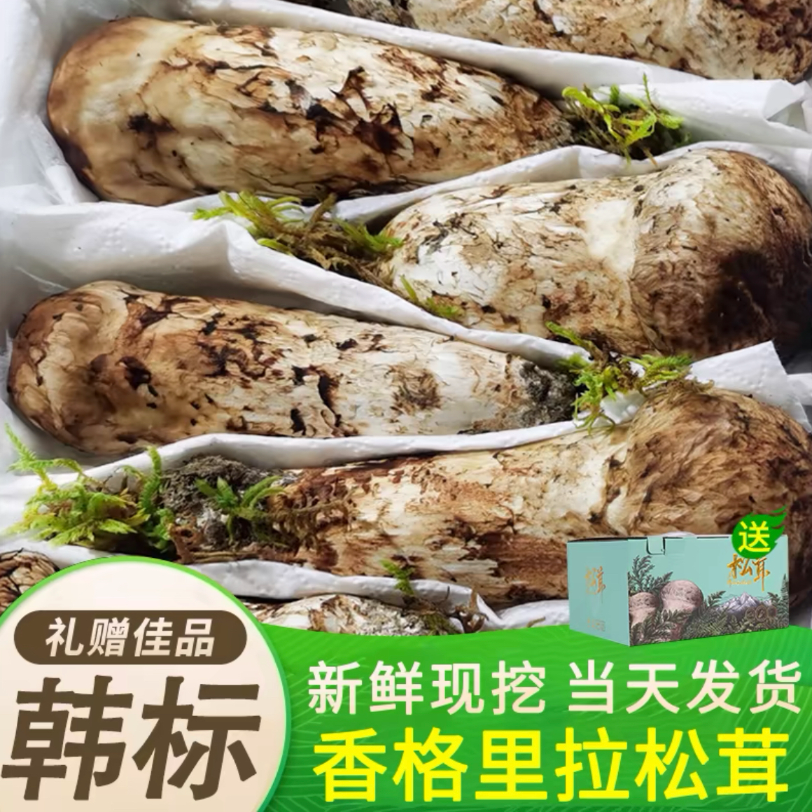 [韩标松茸】出口级正宗新鲜韩标松茸现采现发顺丰空运包邮送礼佳品