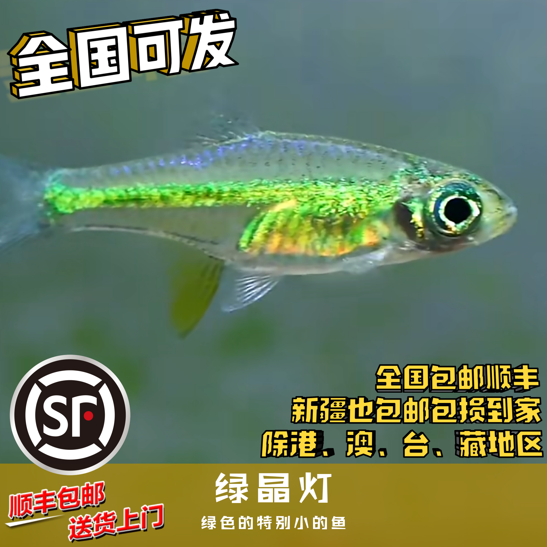 Boo小鱼 绿晶灯小型灯鱼 偏远地区任意三单包顺丰空运