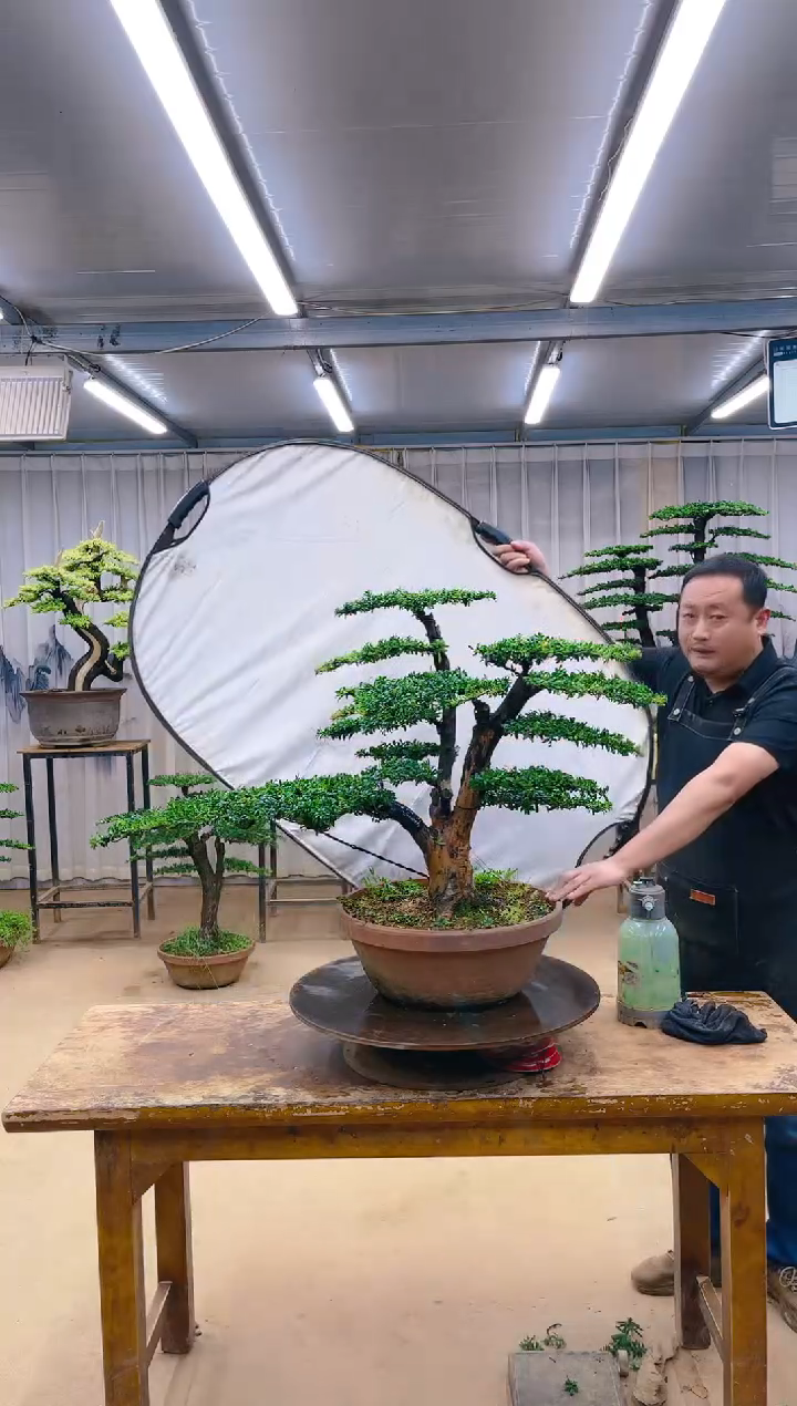 无花朵精品盆景  一物一拍