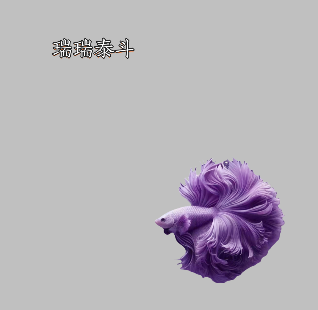 B8（169-192）泰国斗鱼精品鱼小型热带观赏鱼【直播间选鱼】