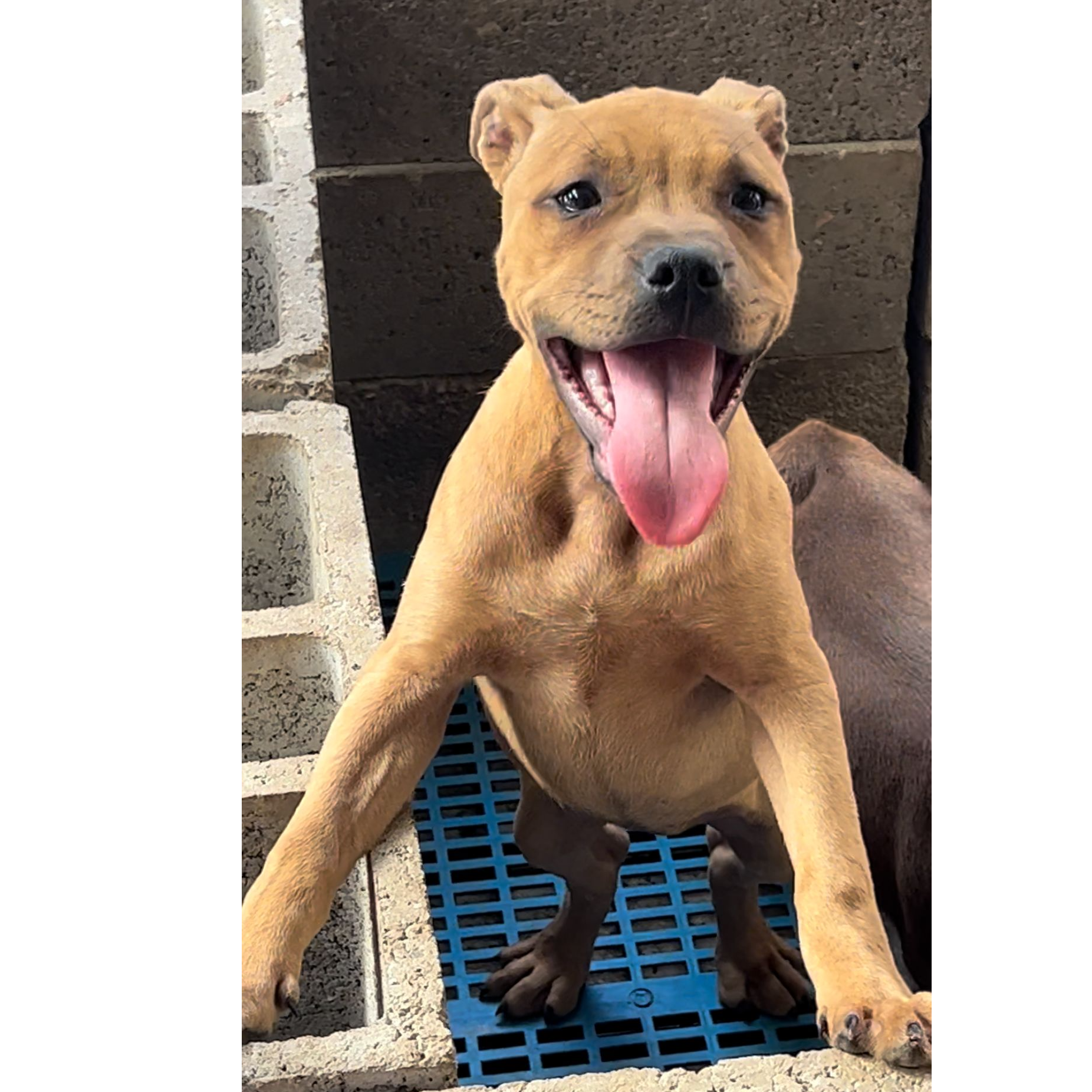 比特犬 活体狗狗比特犬