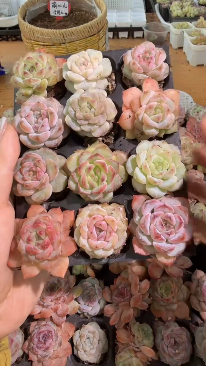 风花+珍妮+糖心混1盒 12颗量拍混发满9.9包邮