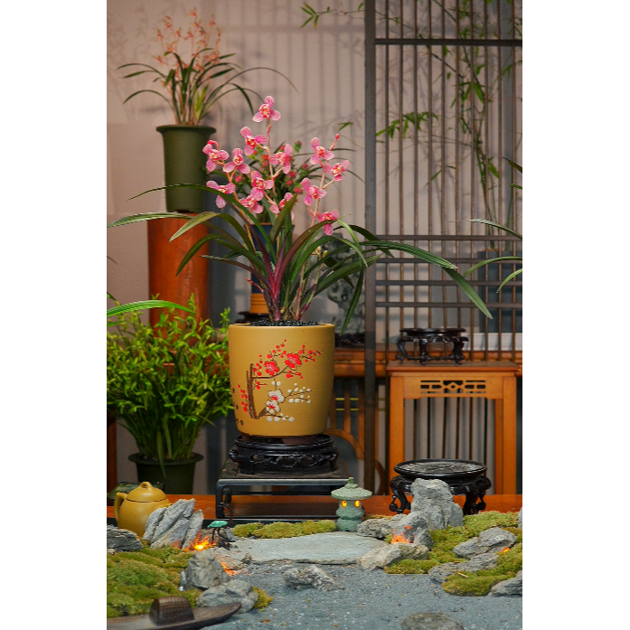 高端精品网红兰花艺草 兰花红草红菏 故宫红紫砂盆 浓香好养盆栽