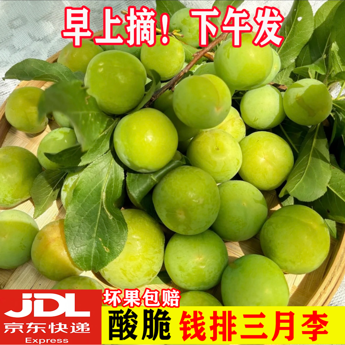 【京东次日送达】广东钱排三月李李子新鲜酸脆爽口果园直发当季水果孕妇2/5斤