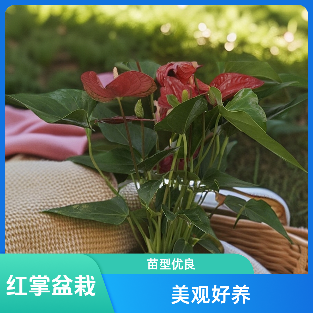 【4-8花】红掌盆栽进口苗型室内绿植美观好养