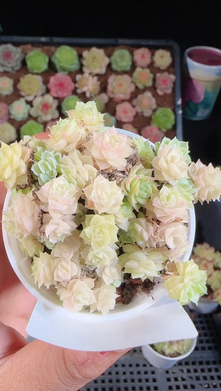 1108-91麦秆群不包整