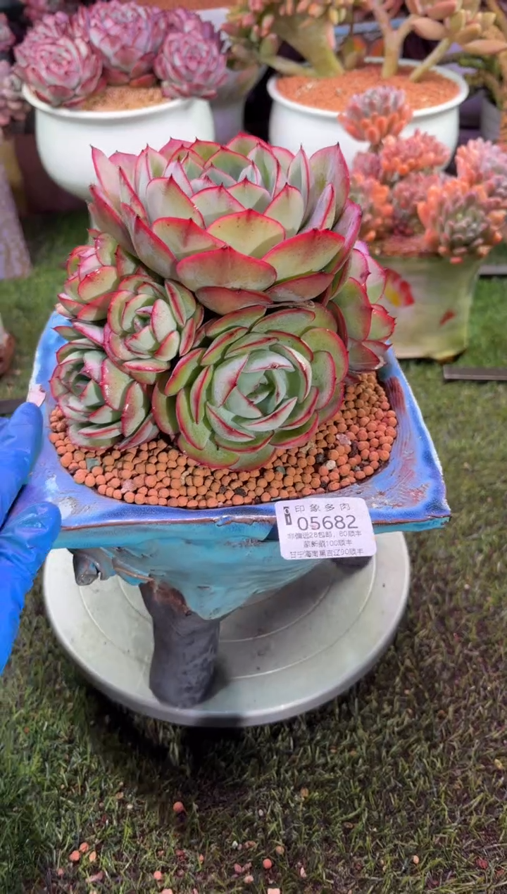 【闪购商品】05682