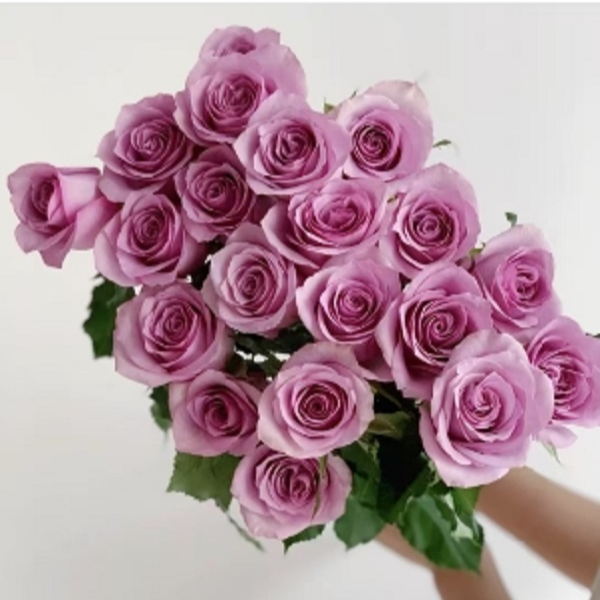 【次日达·紫玫瑰】紫玫瑰10枝鲜切花生活鲜花·全场两单顺丰包邮·基地直发·鲜切花批发·生活鲜花次日达